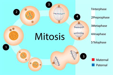 which phases of meiosis are similar to mitosis
